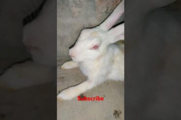 cute rabbit #shortvideo #viralvideo #animals