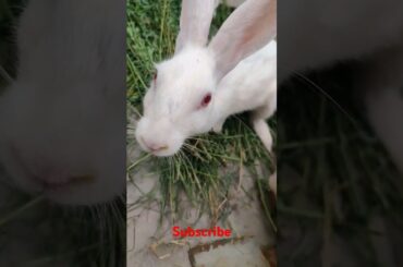 cute rabbit #animals #shortvideo #viralvideo