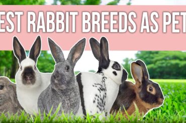 Best Rabbit Breeds as Pets