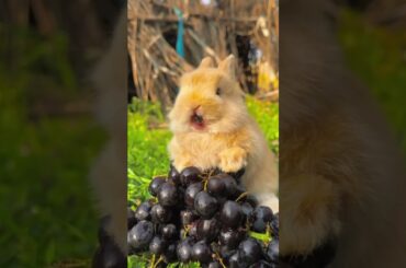 rabbit #rabbit #cute #animals #animal #pets #bunny #funny #rabbits #cutebunny #beauty #eating #pet