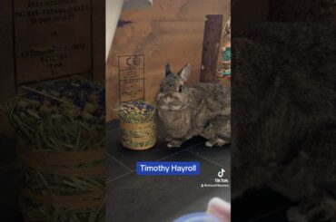 Nomnomnom #hayroll #bunny #rabbit #bunnylife #cute #cutebunny