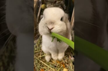 Meet the flemish giant BABY #rabbit #bunny #flemishgiant #animals #pets #rabbitbreeds #wildlife #wi