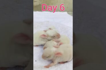 Rabbit Growth : Baby Animals 1 To  16 Days