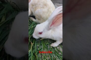 cute rabbit #animals #shortvideo #viralvideo