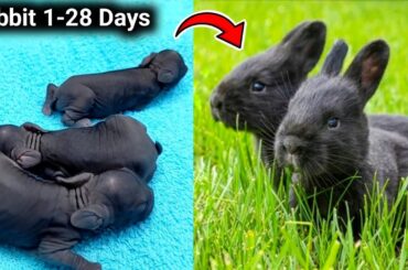 Baby Rabbit | 1 Day to 28 Days Old | Cute Baby rabbits grow up