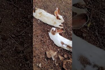 Bunny #trending  #cute  #bunny  #viralshort #viralvideo  #viral  #cutepet #ytshort  #short #trending