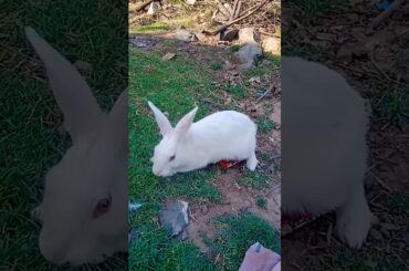 Bunny #trending #cute  #bunny  #viralshort #viralvideo  #trending  #trendingshorts  #ytstudio