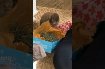 Unbox a Bunny Fun Box with me!