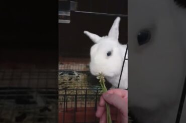 Cute Bunny Munching on a flower #bunny #dandelions #cute #animals #flowers