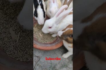 cute rabbit #bunny #viralvideo #shortvideo #rabbite