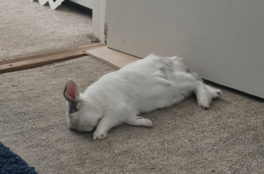 King Edward is regally relaxing