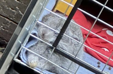 Little after play nap