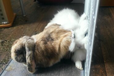 She absolutely had to lay behind him...