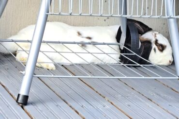Best place for an outdoors nap, next to the grill
