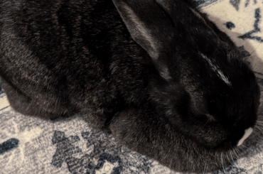 After trying to eat my phone case, Camille starts to settle down for some well deserved attention