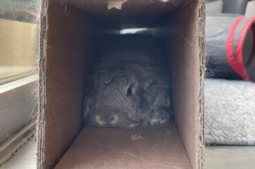 No longer egg, am now……..???