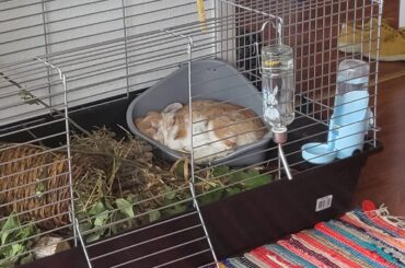 Sleeping on the toilet?