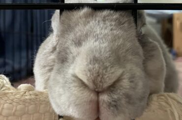 I know you’re asking for pets but isn’t that quite buncomfortable, Cloudy??