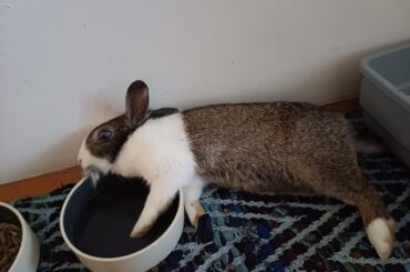 gosh soo comfy🥰 the fur mouf just adds to the comfiness!