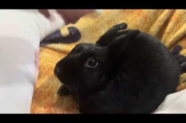 He will not let me stop petting him!