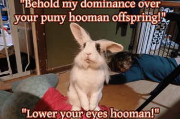 "Know your place, hooman!"