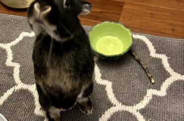 Why is the food not in my bowl yet? It has been .086 seconds. 🥬