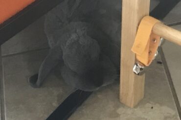 Bella’a favorite iron bar pillow