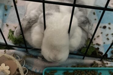 the pellets are always greener…