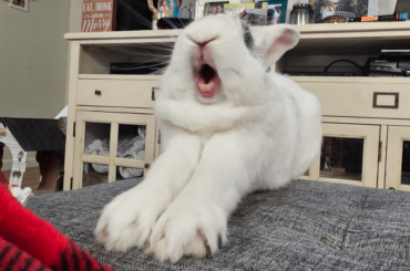 King Ed is a lion (in his head)