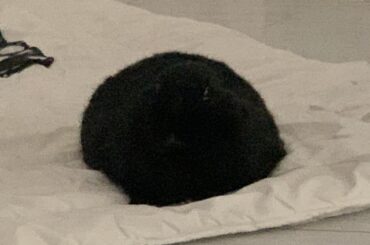 Another sub loves my boy Chubbs, so I thought I’d share here.