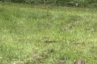 Wild bun doing a stand