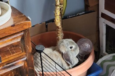 Lime hopped in the pot