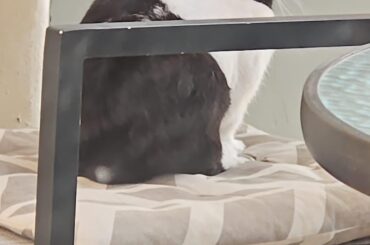 Roger loves to sit on a chair like a human 😂🐰