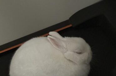 Exercise on the treadmill? I don’t think so. 😴