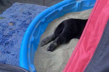 Buddy loves his sandbox!