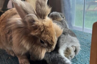 Chester expresses affection with aggressive butt rummaging. It’s not well received.