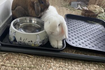 They love these plastic mats I got