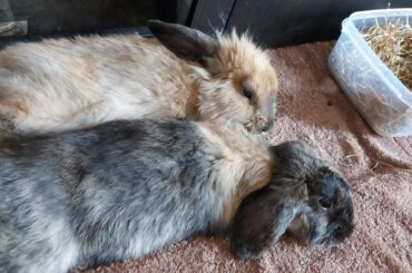 Back when we very first adopted buns 🐇