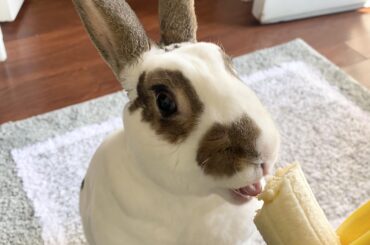 I will do anything for a banana