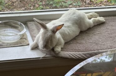 Our REW Angel's favorite lounge spot. She has a big butt.