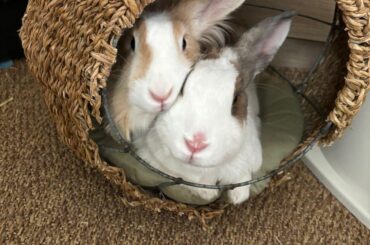 Does a rabbit pile qualify for this sub?