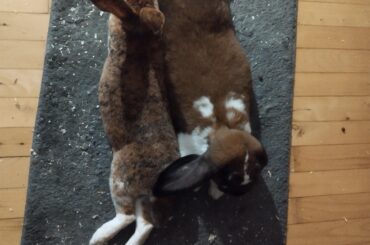 Dosnt get much more comfortable than this