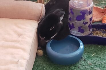 Dipper you know you can lay down in other places... right?