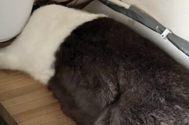 I promise he’s breathing