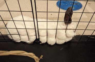 I call this the cheese grater