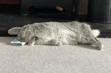 Stole a sock to not be buncomfortable