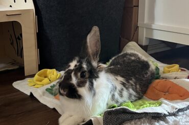 Noodle mode: activate