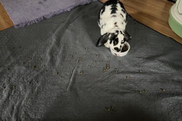 She purposely spilled her food all over the place!!