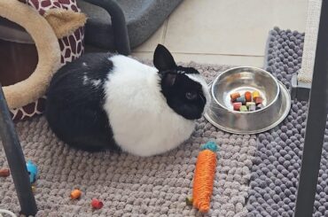 Roger and his favorite place  🐰⭐️