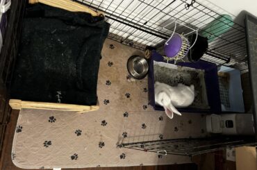 Litter box more comfortable than his bed